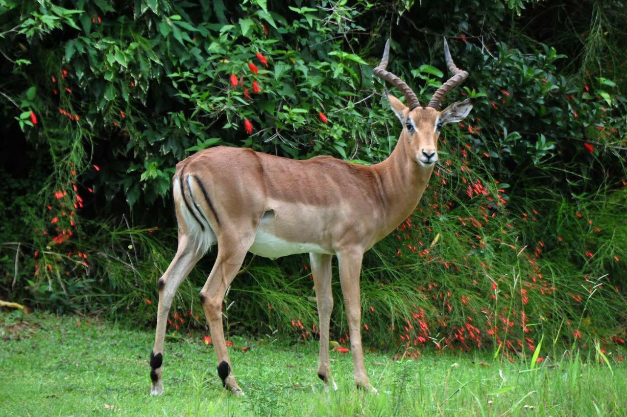 Kruger Park Lodge Unit No. 524 Hazyview Zewnętrze zdjęcie